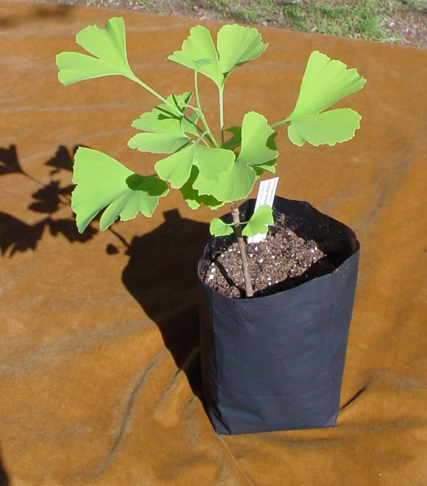Plastic Grow Bags  Hybrid Poplar Trees